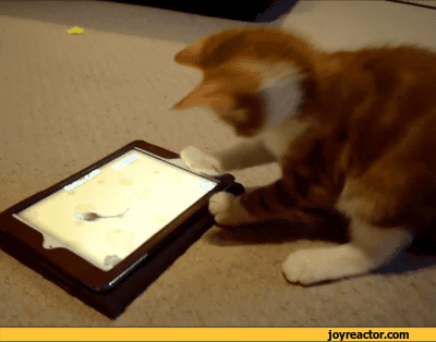 gif-kitten-animals-tablet-pc-822108.gif