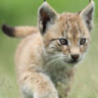 lince27