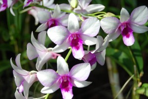 Orkide.jpg