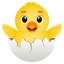 Hatching chick :hatching_chick: 🐣