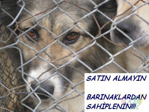 sahiplen.jpg
