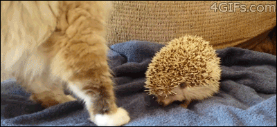 tumblr_n61ubqMZmn1ttjwiao1_400.gif