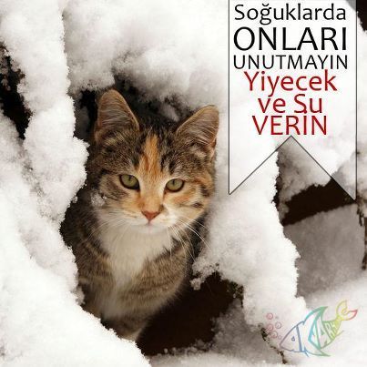kar-kedi.jpg