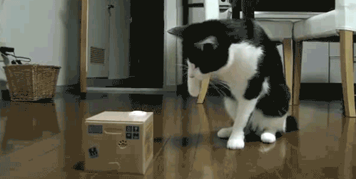 tumblr_n5fhvqGkEy1t4o62mo1_500.gif